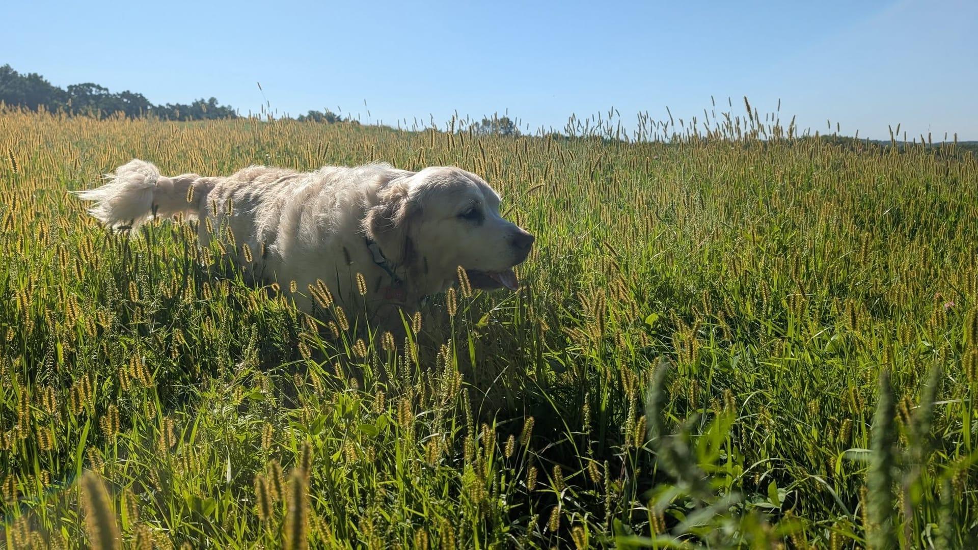 Golden Retriever building confidence serving Sun Prairie families at professionally supervised wilderness trails