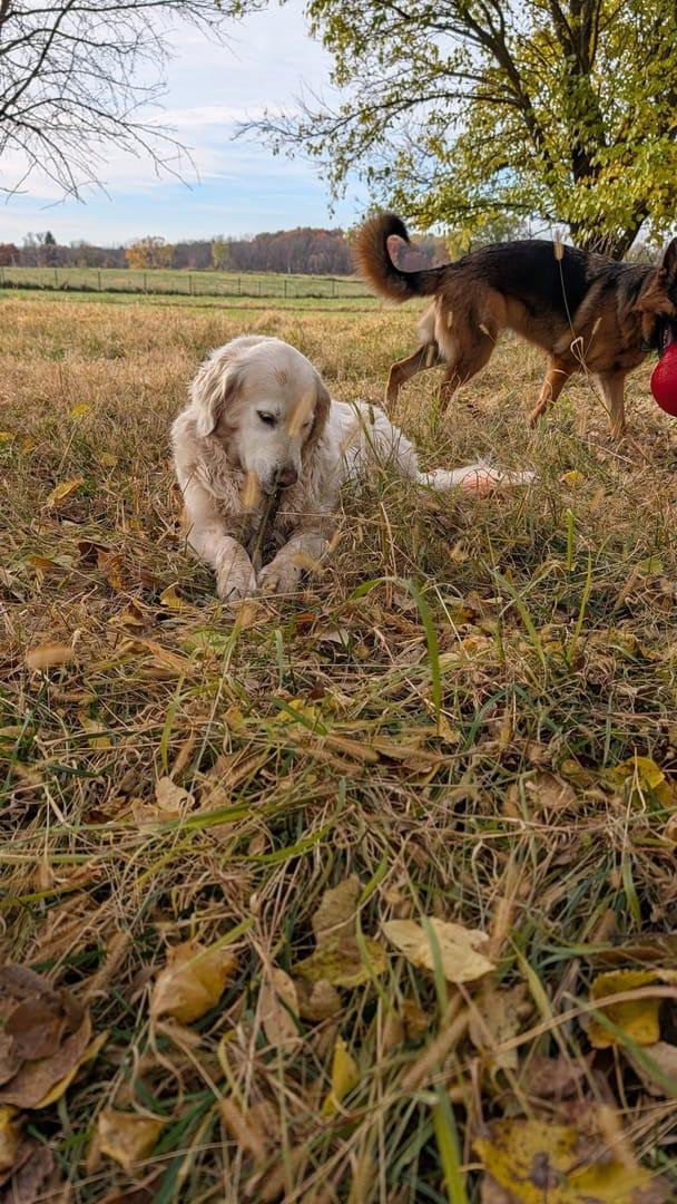 Content Golden Retriever experiencing natural enrichment for Madison area dogs at Waunakee's premier adventure park