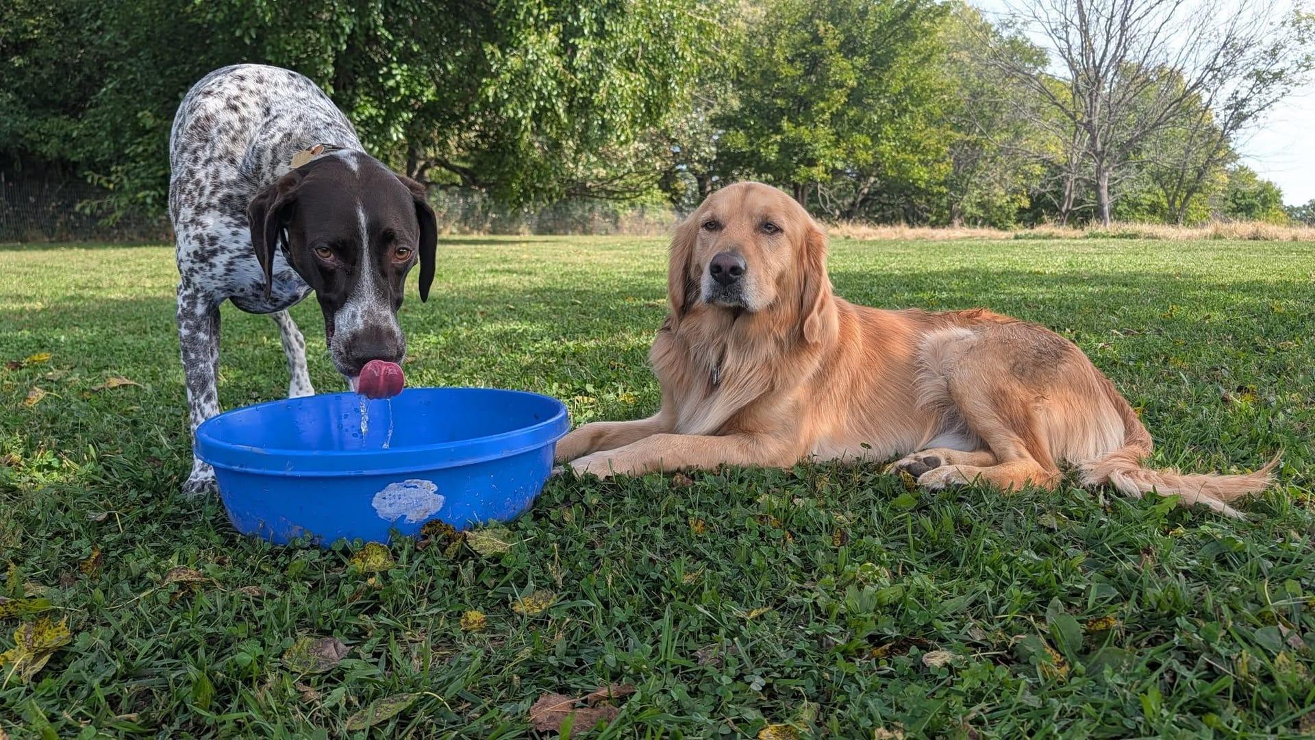 Thirsty GSP and experiencing natural enrichment for Madison area dogs at Waunakee's premier adventure park