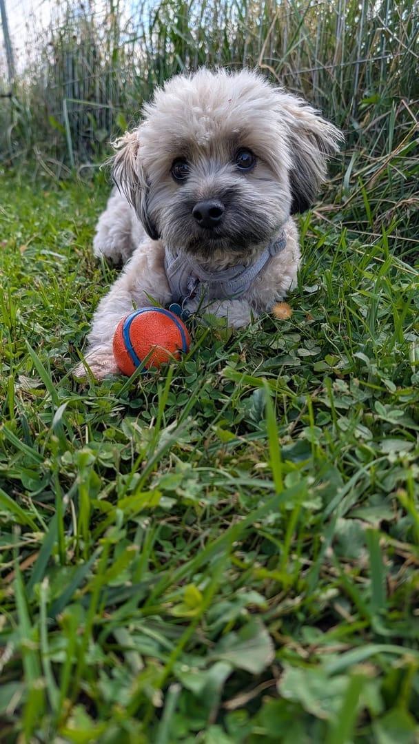 Relaxed Havanese mix thriving on purpose-built wilderness trails at River Paws' exclusive facility in Waunakee, Wisconsin