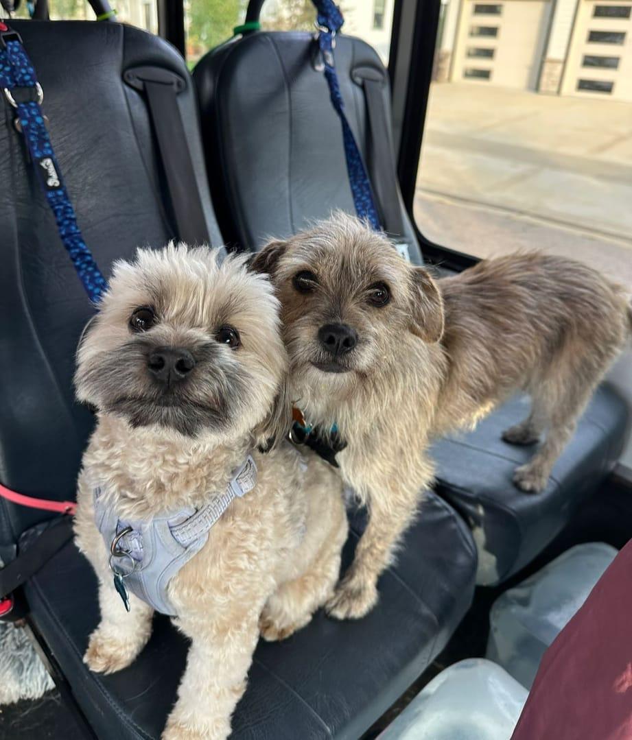 Calm terrier buddies thriving on purpose-built wilderness trails at River Paws' exclusive facility in Waunakee, Wisconsin
