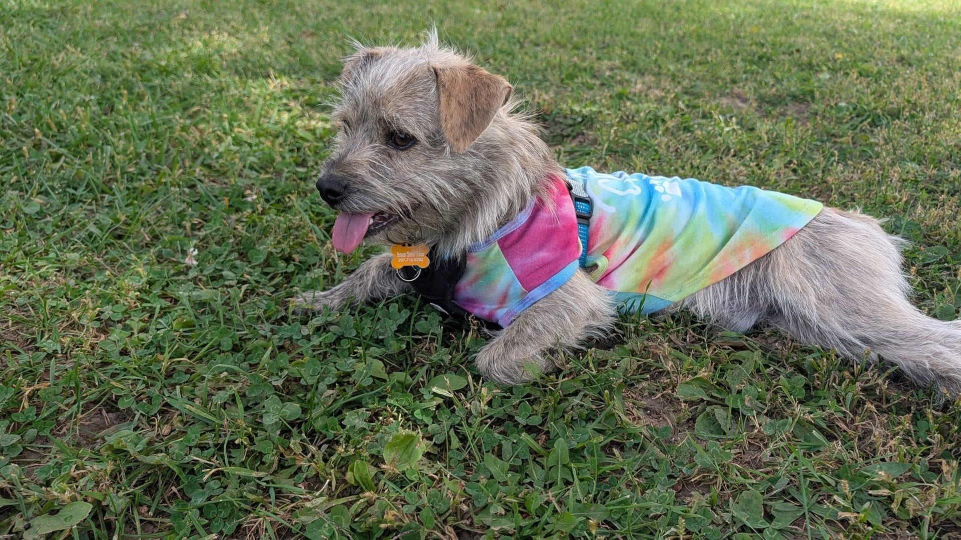 Scruffy terrier achieving peaceful exhaustion for Middleton area pets at private trail systems with River Paws