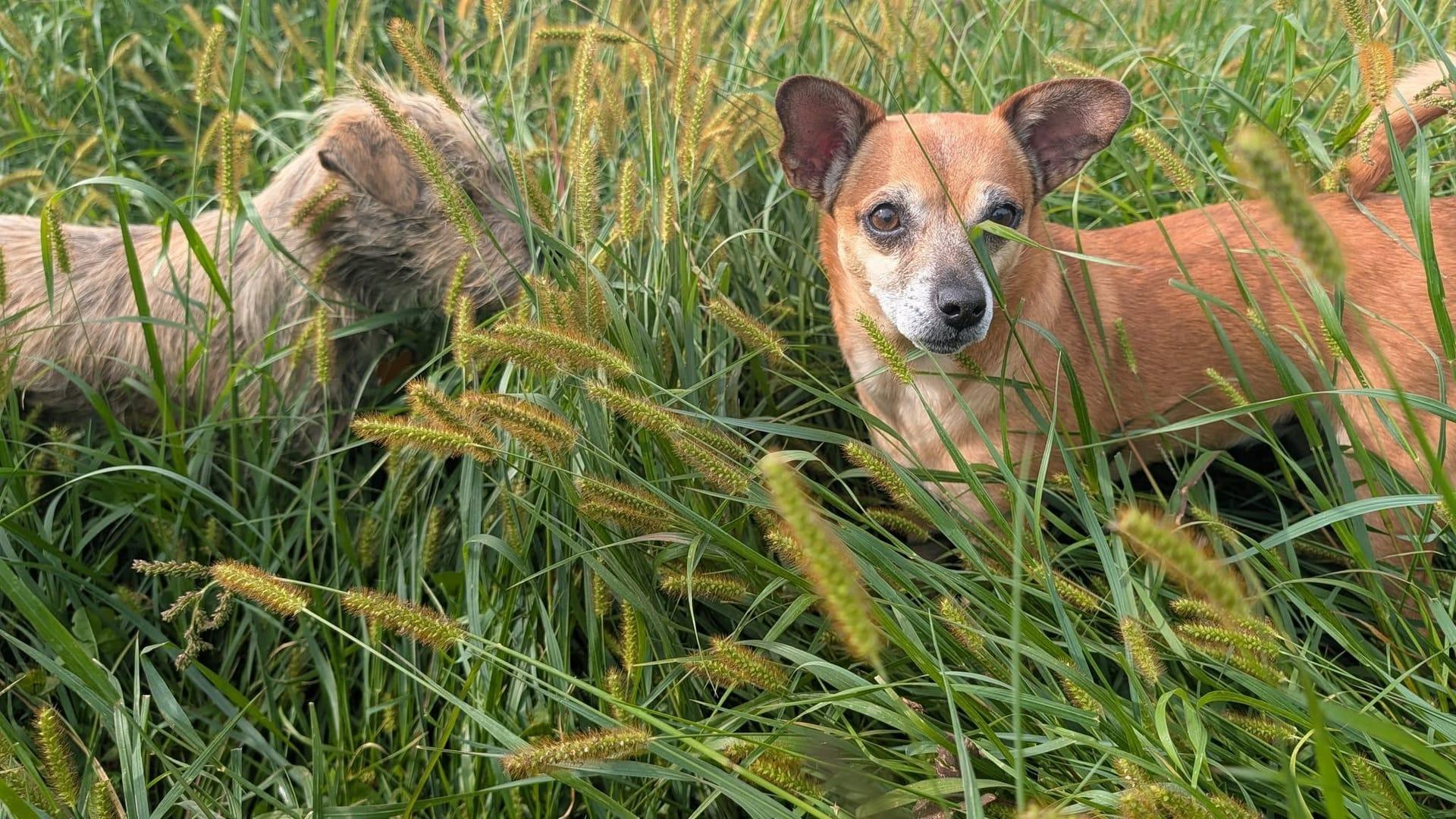 Curious small dogs experiencing natural enrichment for Madison area dogs at Waunakee's premier adventure park
