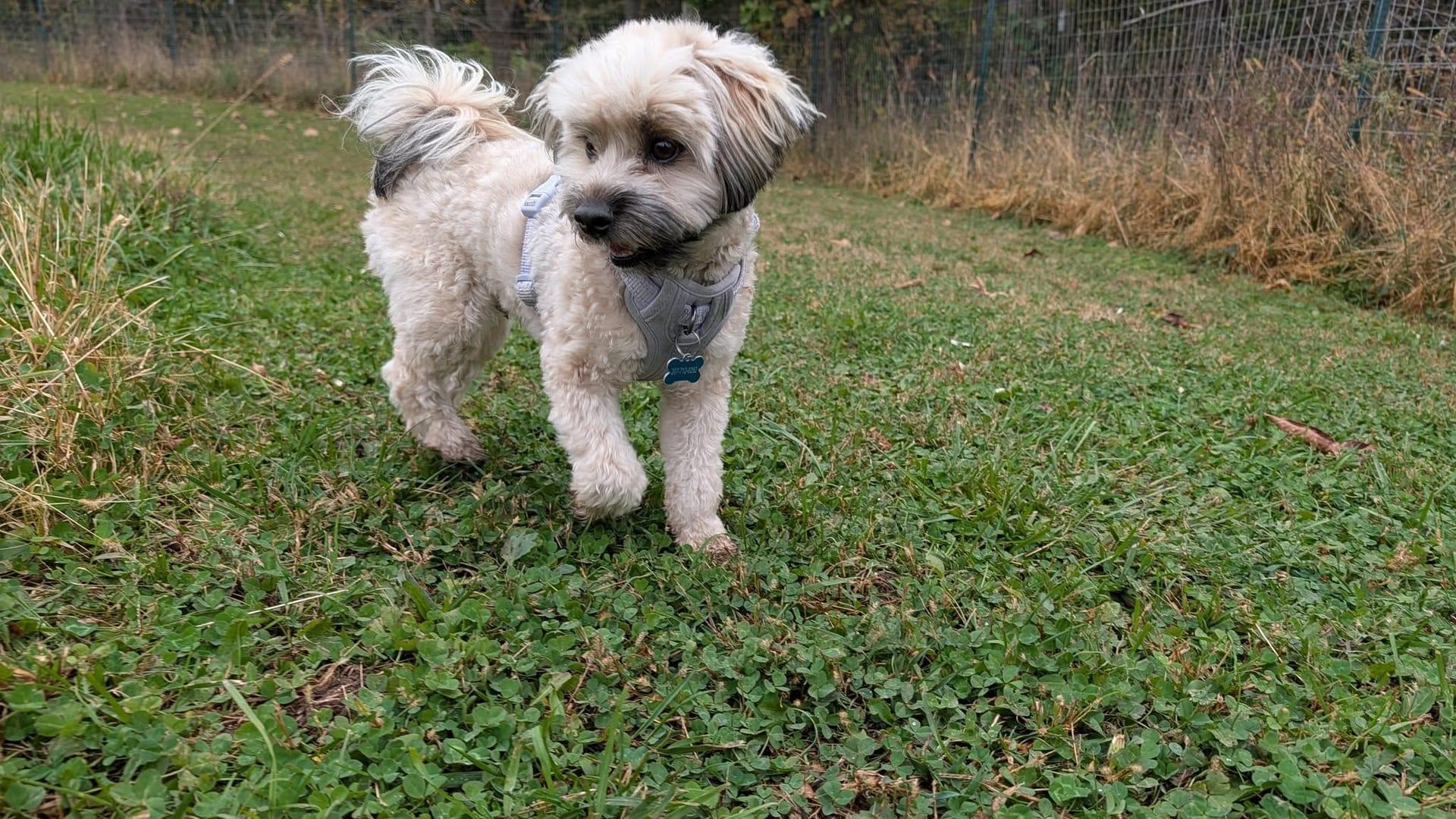 Curious small dog thriving on purpose-built wilderness trails at River Paws' exclusive facility in Waunakee, Wisconsin