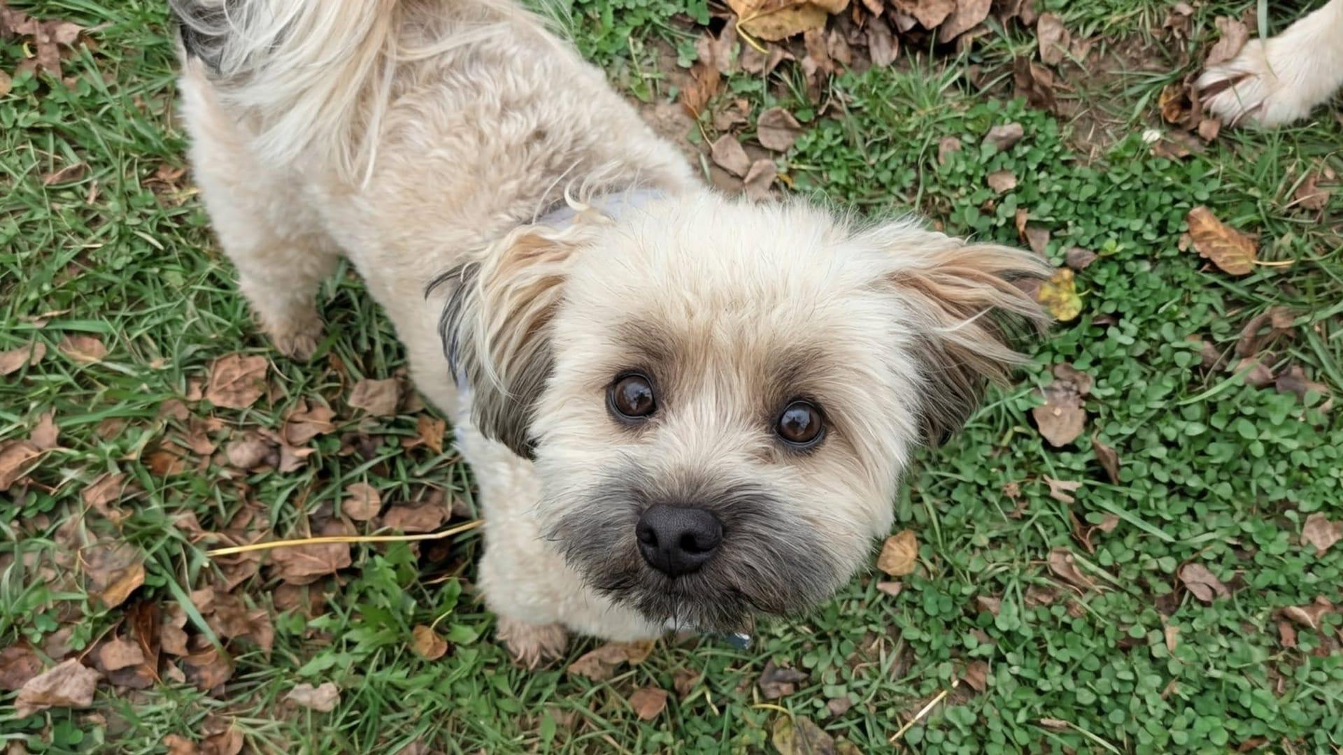 Inquisitive terrier mix mastering off-leash skills at exclusive gated wilderness grounds at Waunakee's exclusive privately-built park