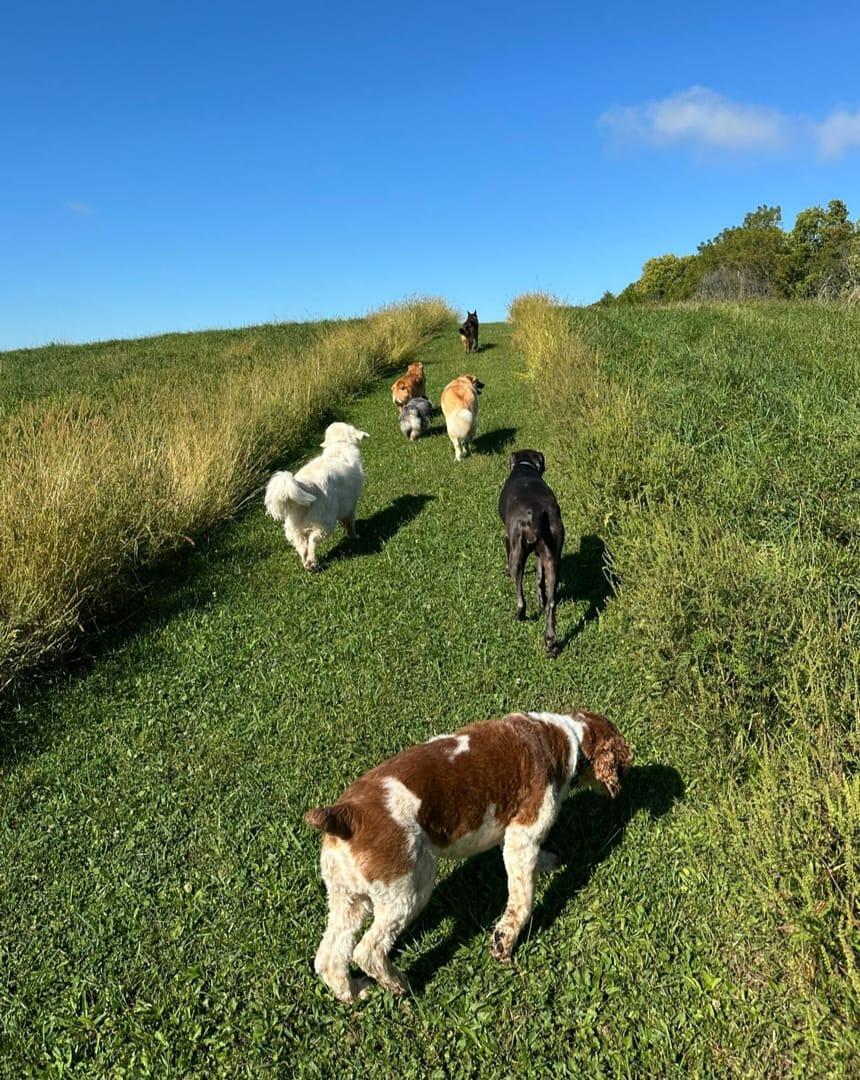 Disciplined pack thriving on purpose-built wilderness trails at River Paws' exclusive facility in Waunakee, Wisconsin