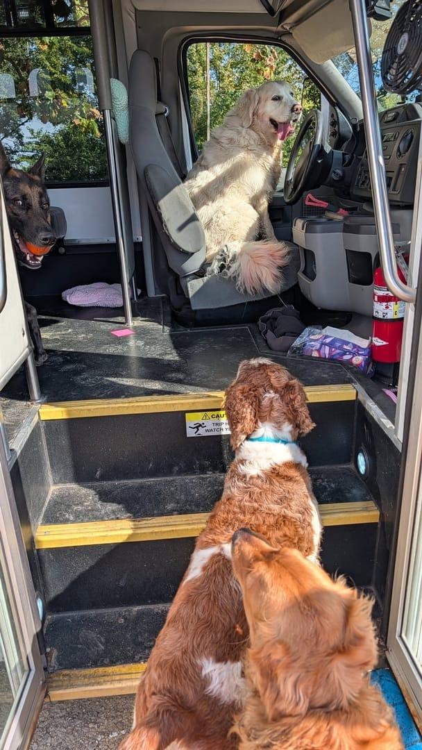 Eager pack getting fitness achieving peaceful exhaustion for Middleton area pets at private trail systems with River Paws