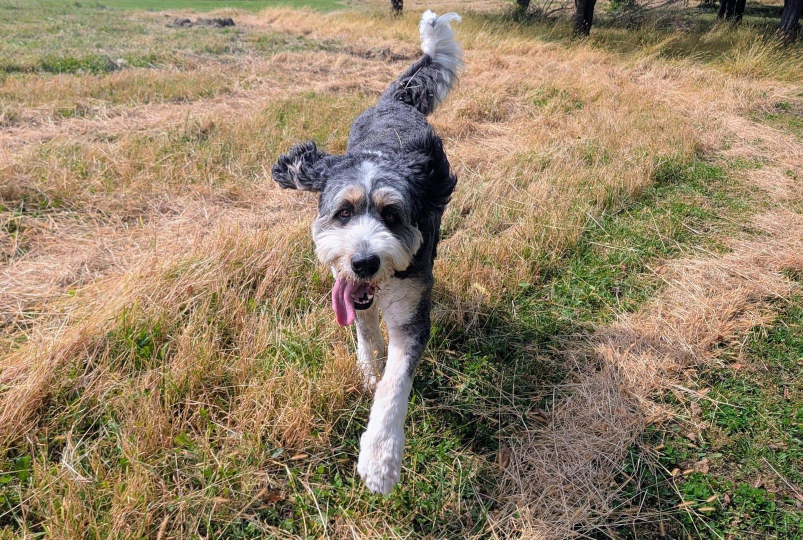 Doodle thriving on purpose-built wilderness trails at River Paws' exclusive facility in Waunakee, Wisconsin