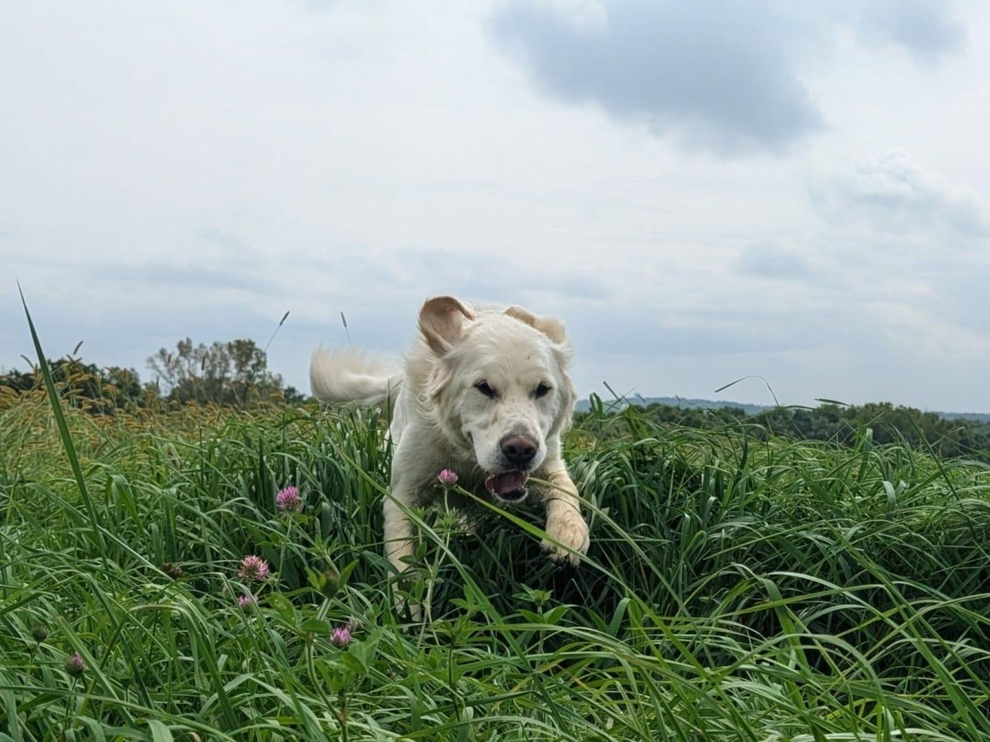 Energetic English Cream building confidence serving Sun Prairie families at professionally supervised wilderness trails