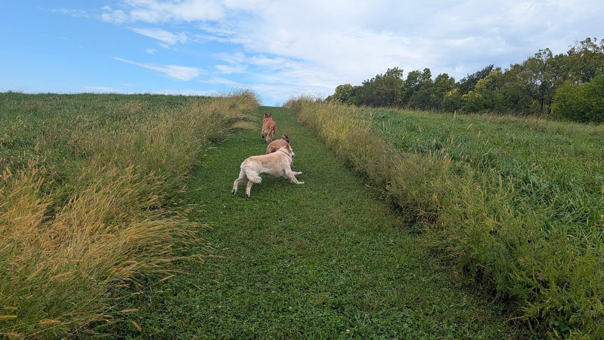 Enthusiastic pack experiencing natural enrichment for Madison area dogs at Waunakee's premier adventure park