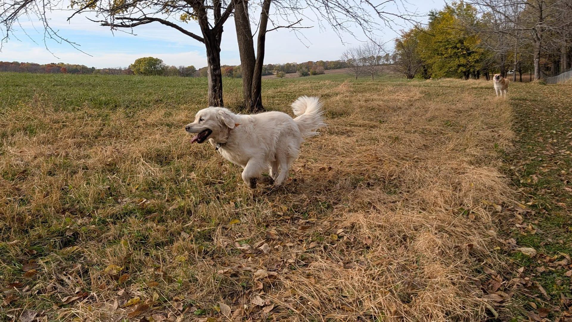 Energetic cream retriever experiencing natural enrichment for Madison area dogs at Waunakee's premier adventure park