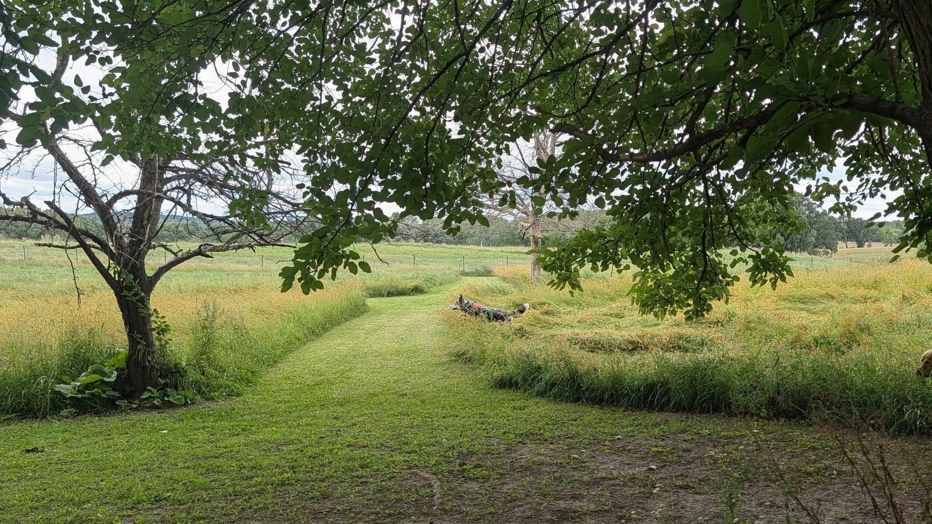 Energetic Husky mix building confidence serving Sun Prairie families at professionally supervised wilderness trails