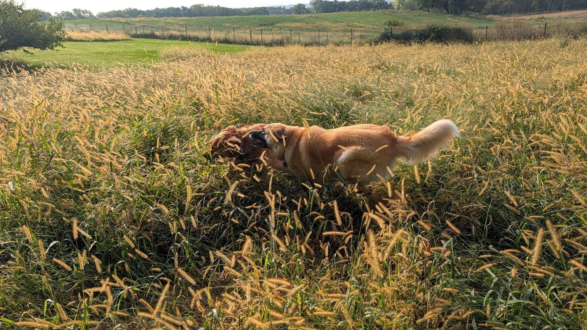 Active dogs building confidence serving Sun Prairie families at professionally supervised wilderness trails
