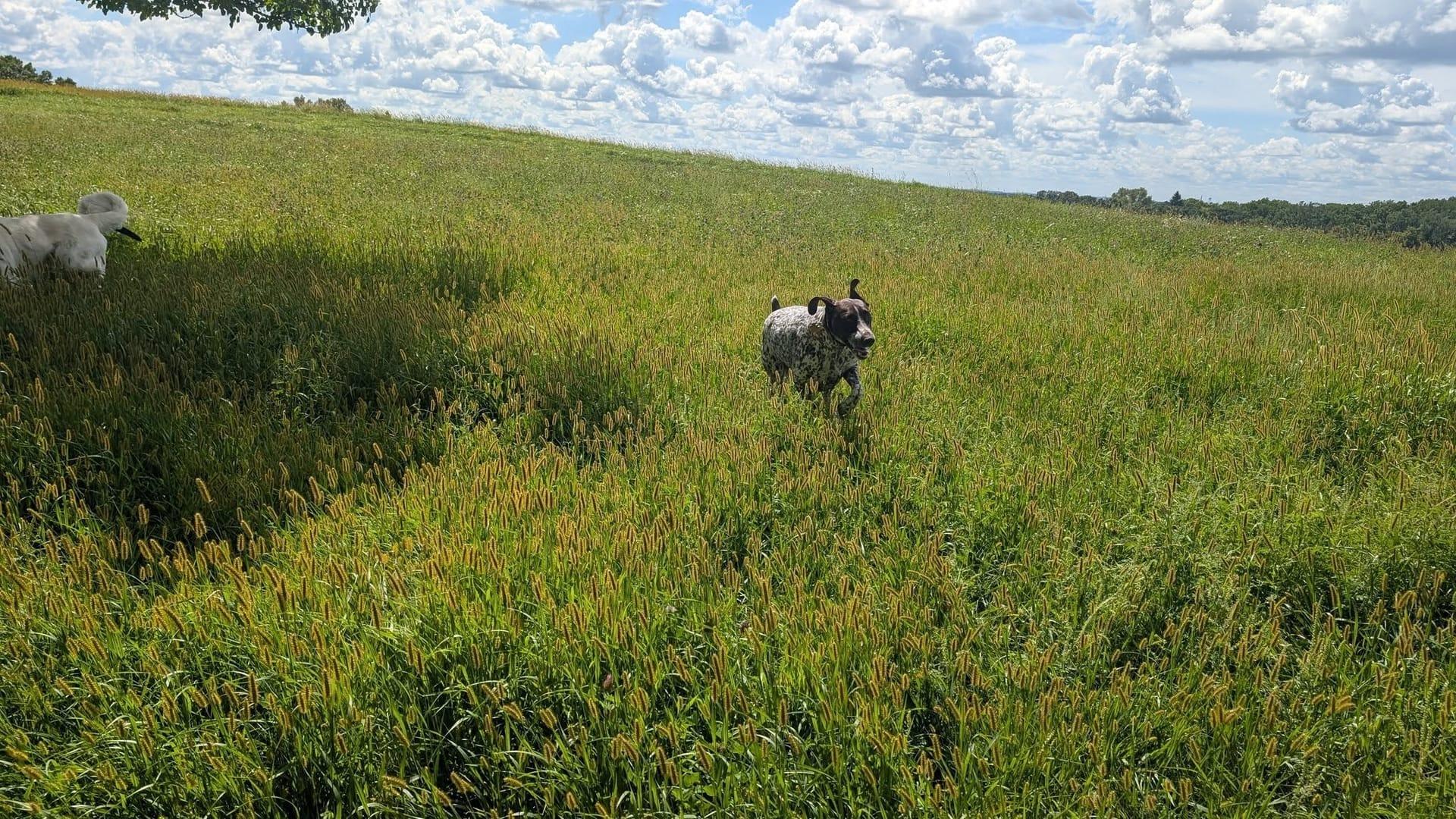 Energetic pointer discovering mastering off-leash skills at exclusive gated wilderness grounds for Middleton area families at River Paws