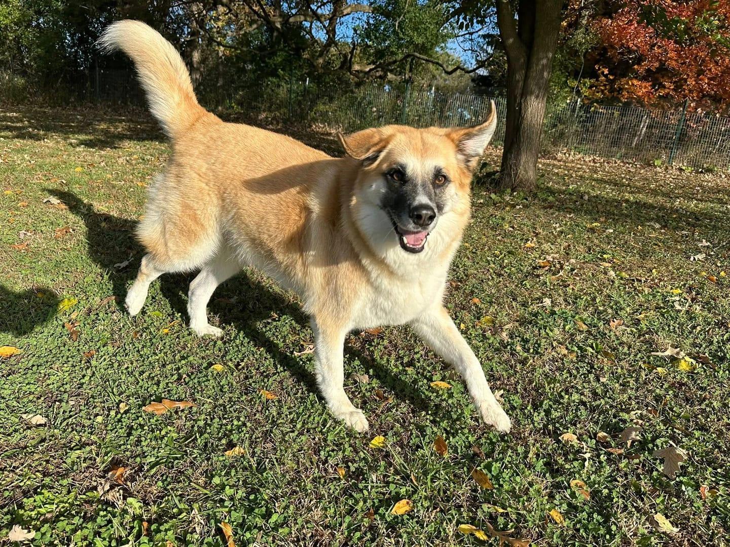 Happy Shepherd mix building confidence serving Sun Prairie families at professionally supervised wilderness trails