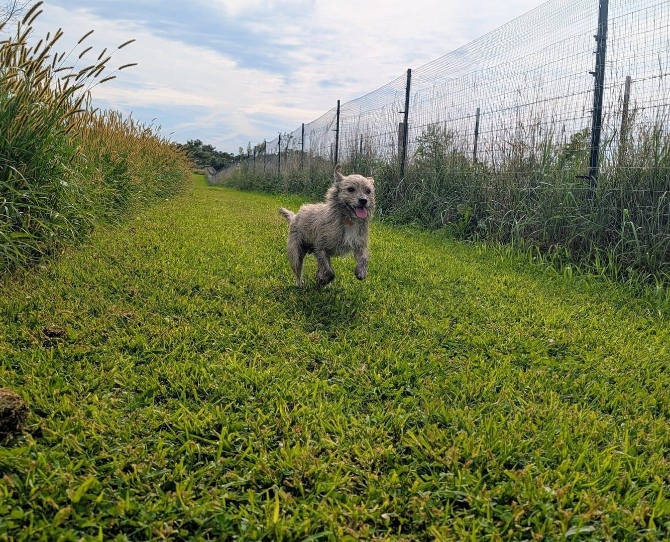 Scruffy terrier getting building confidence serving Sun Prairie families at professionally supervised wilderness trails