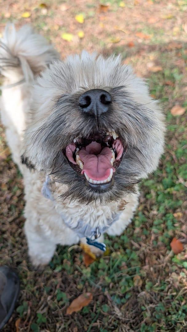 Enthusiastic terrier mix socializing safely in professionally supervised prairie trail systems at Waunakee's premier adventure facility