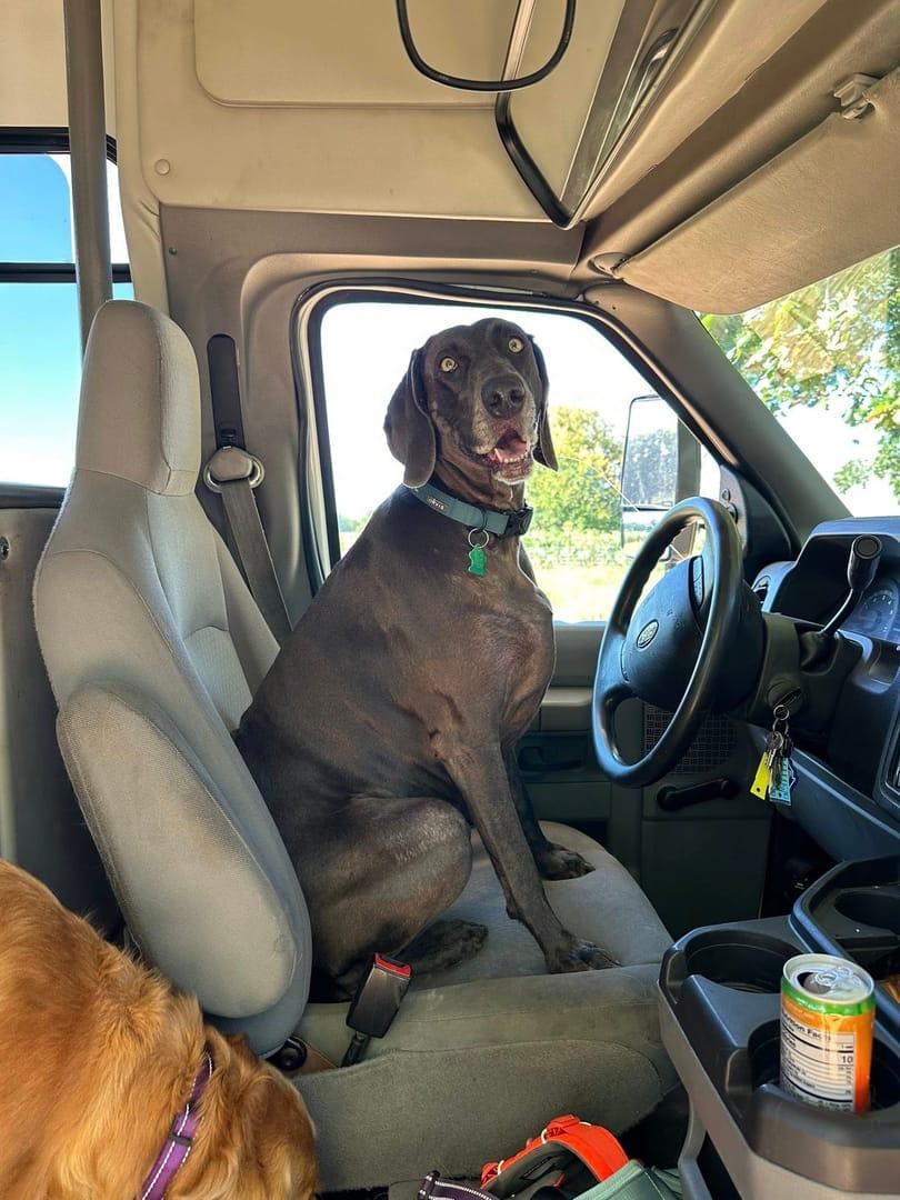 Eager Weimaraner exploring building confidence serving Sun Prairie families at professionally supervised wilderness trails
