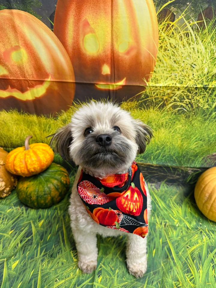 Festive Havanese mix thriving on purpose-built wilderness trails at River Paws' exclusive facility in Waunakee, Wisconsin