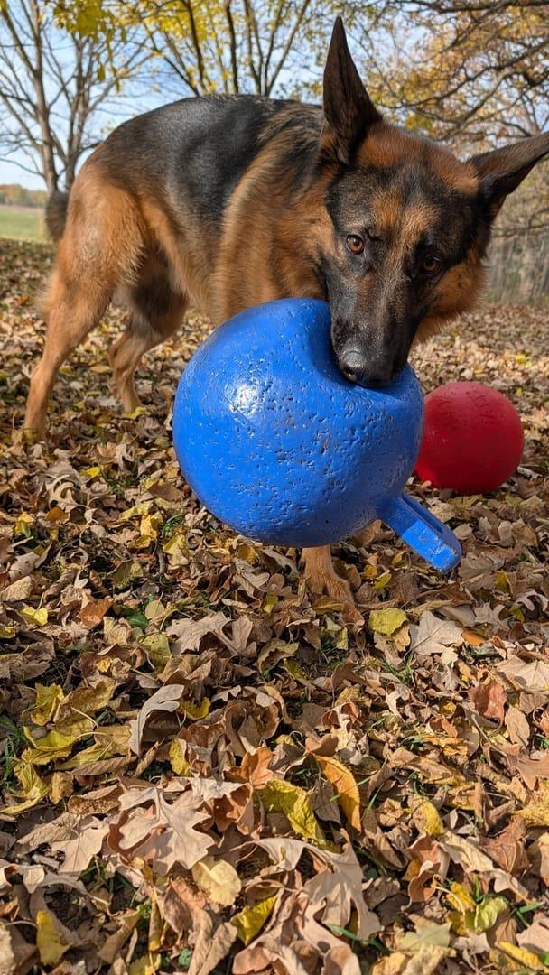 German Shepherd achieving building pack confidence through acres of purpose-built adventure trails via Middleton dog hiking on River Paws