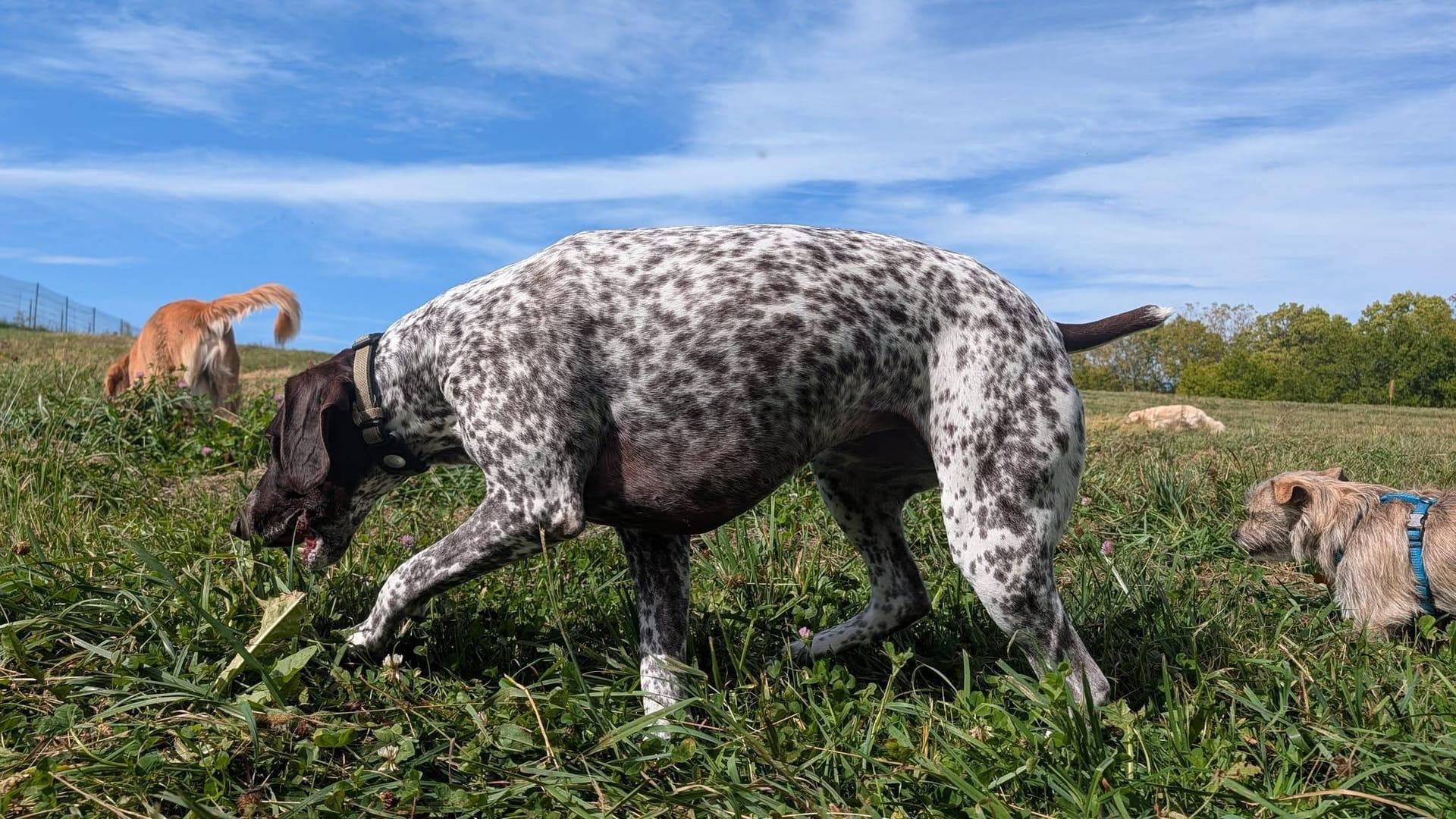 Focused GSP experiencing discovering natural enrichment at exclusive gated wilderness grounds on River Paws' purpose-built Waunakee grounds