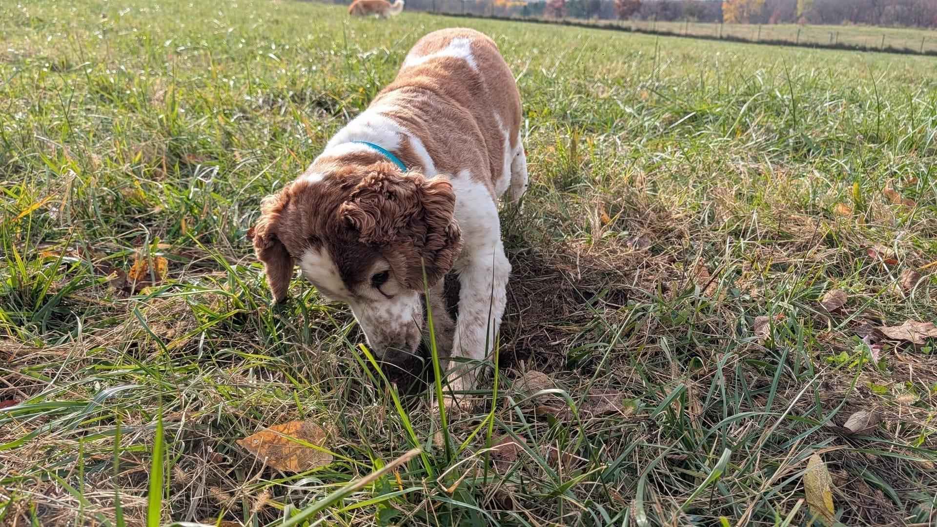 Determined Spaniel building confidence serving Sun Prairie families at professionally supervised wilderness trails