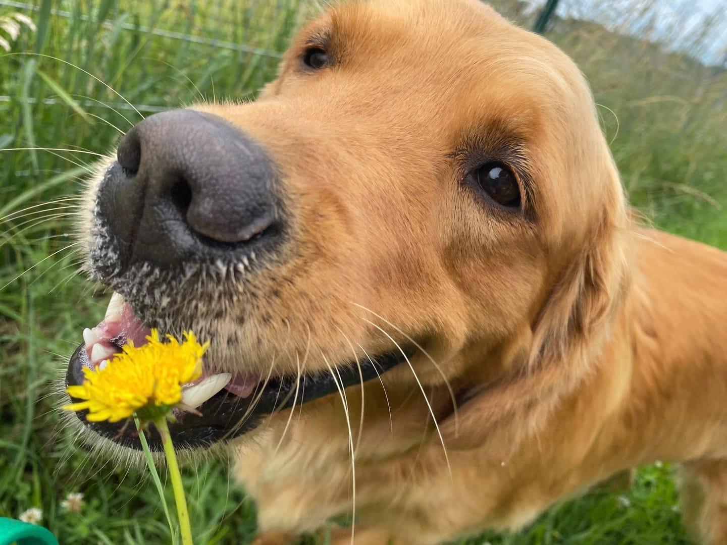 Curious Golden Retriever experiencing natural enrichment for Madison area dogs at Waunakee's premier adventure park