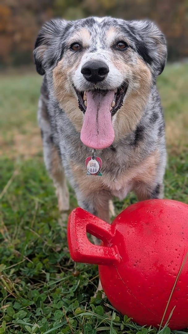 Happy blue merle thriving on purpose-built wilderness trails at River Paws' exclusive facility in Waunakee, Wisconsin