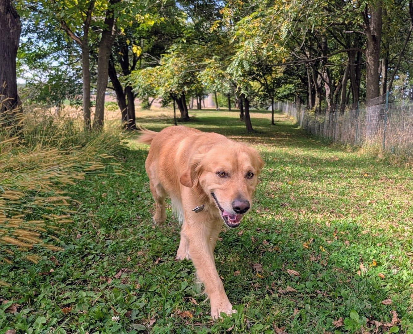 Smiling Golden Retriever experiencing natural enrichment for Madison area dogs at Waunakee's premier adventure park