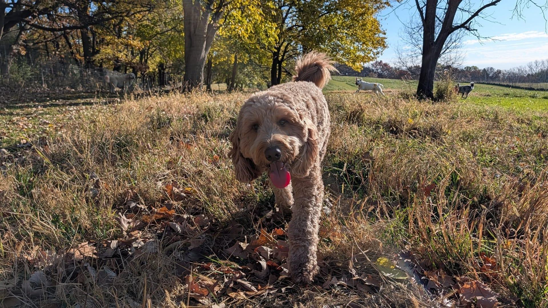 Doodle thriving on purpose-built wilderness trails at River Paws' exclusive facility in Waunakee, Wisconsin