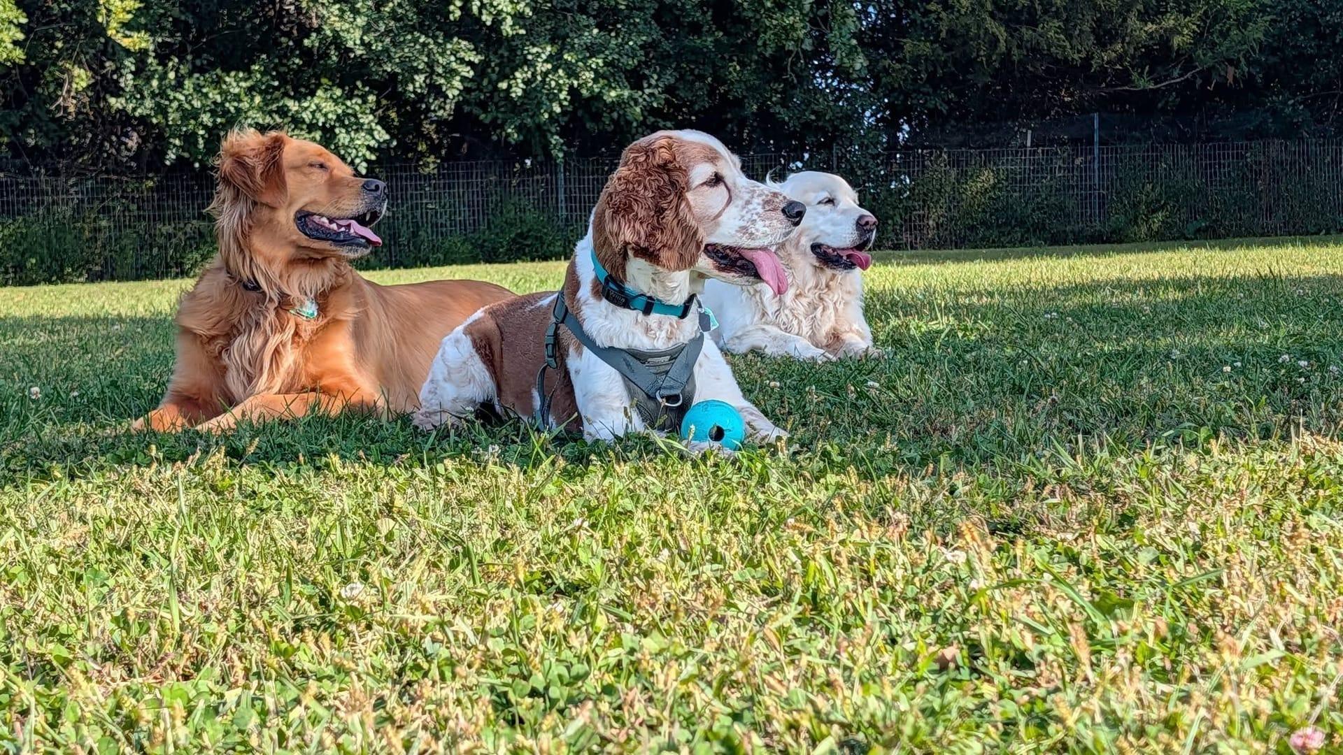 Happy pack achieving peaceful exhaustion for Middleton area pets at private trail systems with River Paws