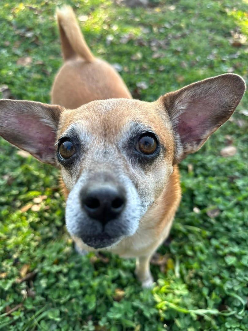 Curious Chihuahua mix experiencing natural enrichment for Madison area dogs at Waunakee's premier adventure park