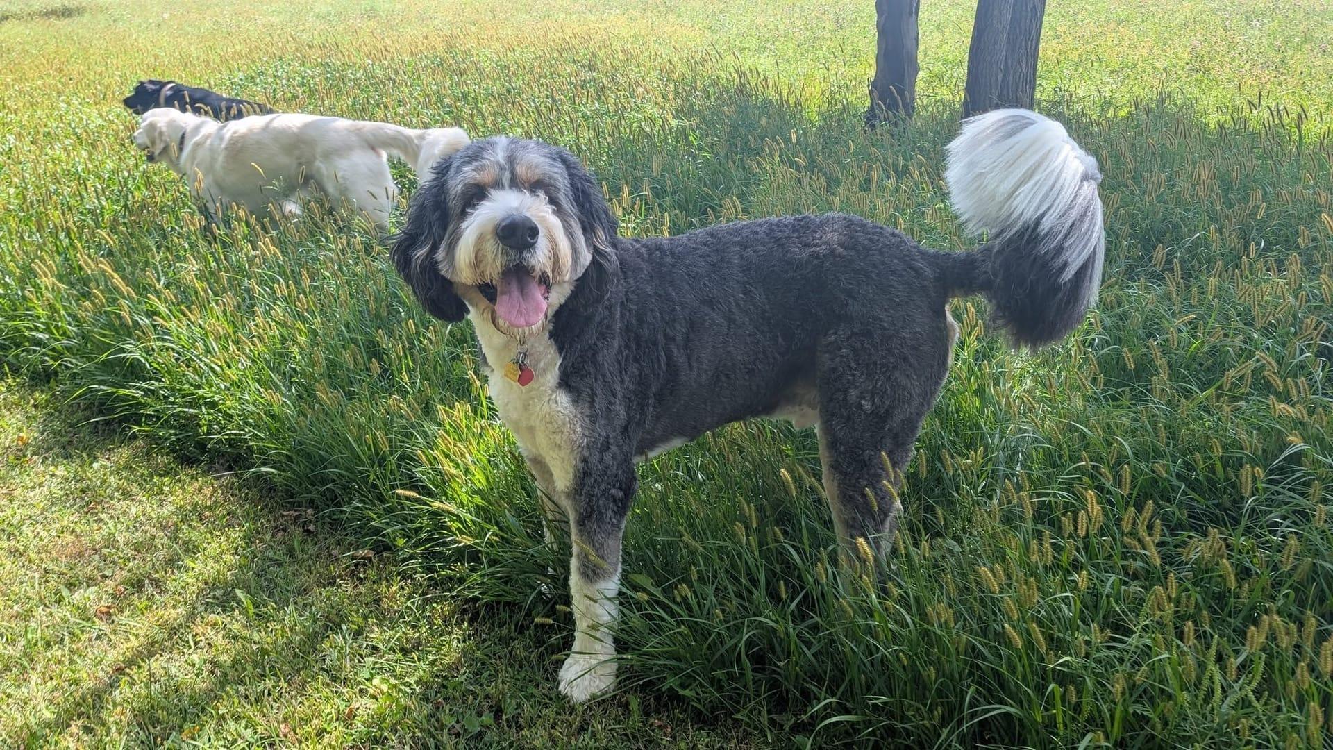 Doodle thriving on purpose-built wilderness trails at River Paws' exclusive facility in Waunakee, Wisconsin