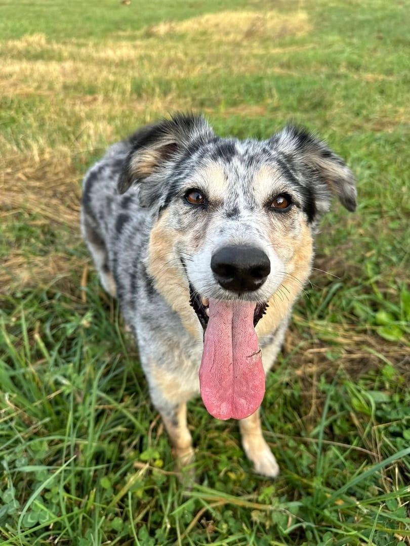 Joyful blue merle thriving on purpose-built wilderness trails at River Paws' exclusive facility in Waunakee, Wisconsin