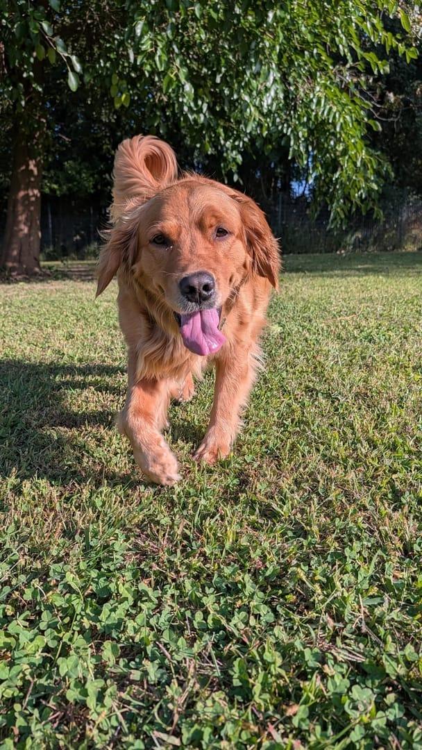 Running Golden Retriever building confidence serving Sun Prairie families at professionally supervised wilderness trails