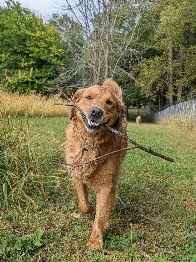 Proud Golden Retriever building confidence serving Sun Prairie families at professionally supervised wilderness trails