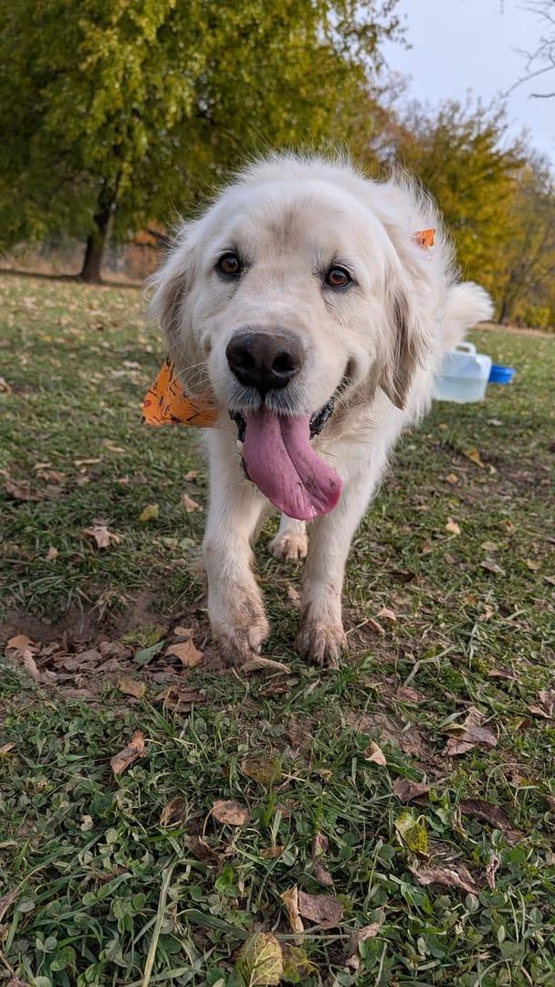 Smiling Golden Retriever building confidence serving Sun Prairie families at professionally supervised wilderness trails