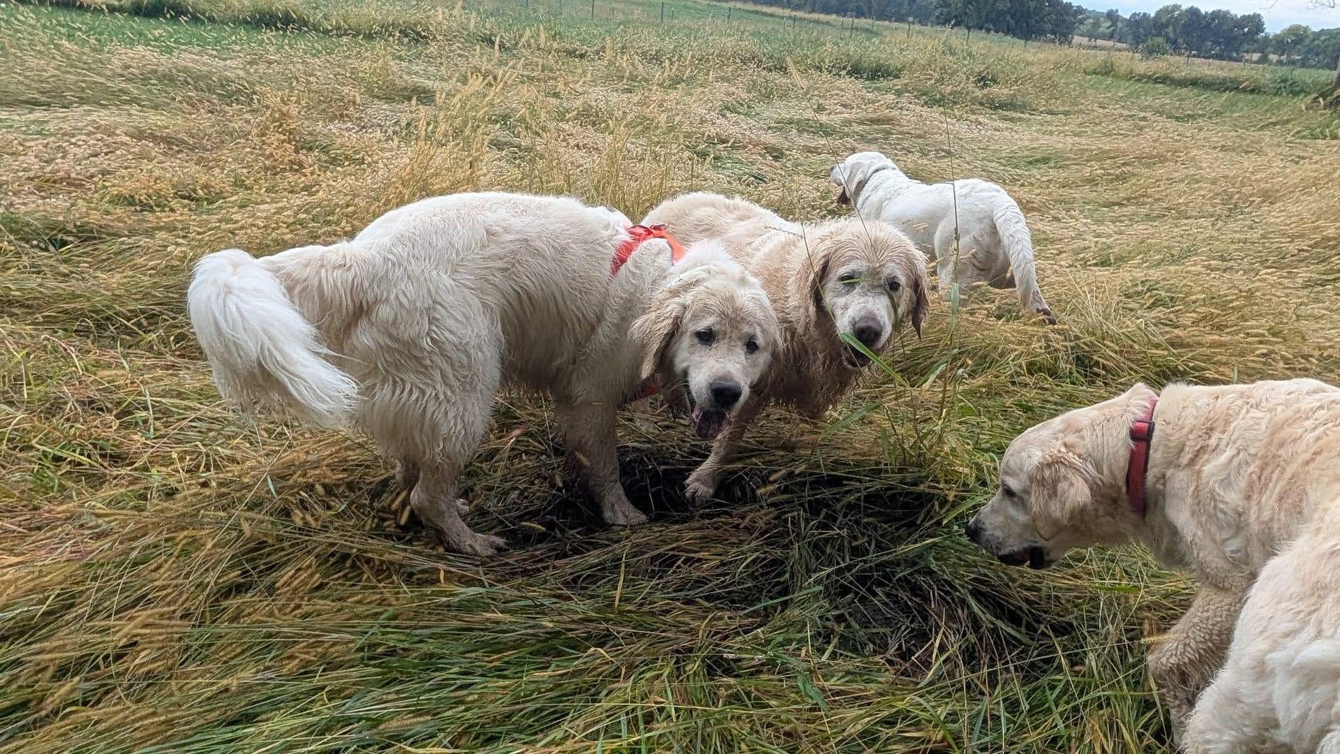 Golden Retriever conquering varied terrain at private rolling terrain designed for canine fitness via Middleton dog hiking on River Paws