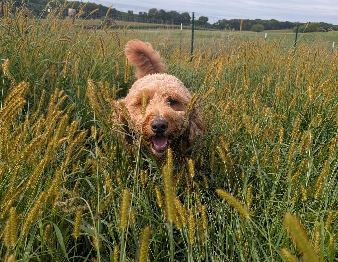Doodle achieving discovering natural enrichment at exclusive gated wilderness grounds on dedicated Waunakee wilderness infrastructure