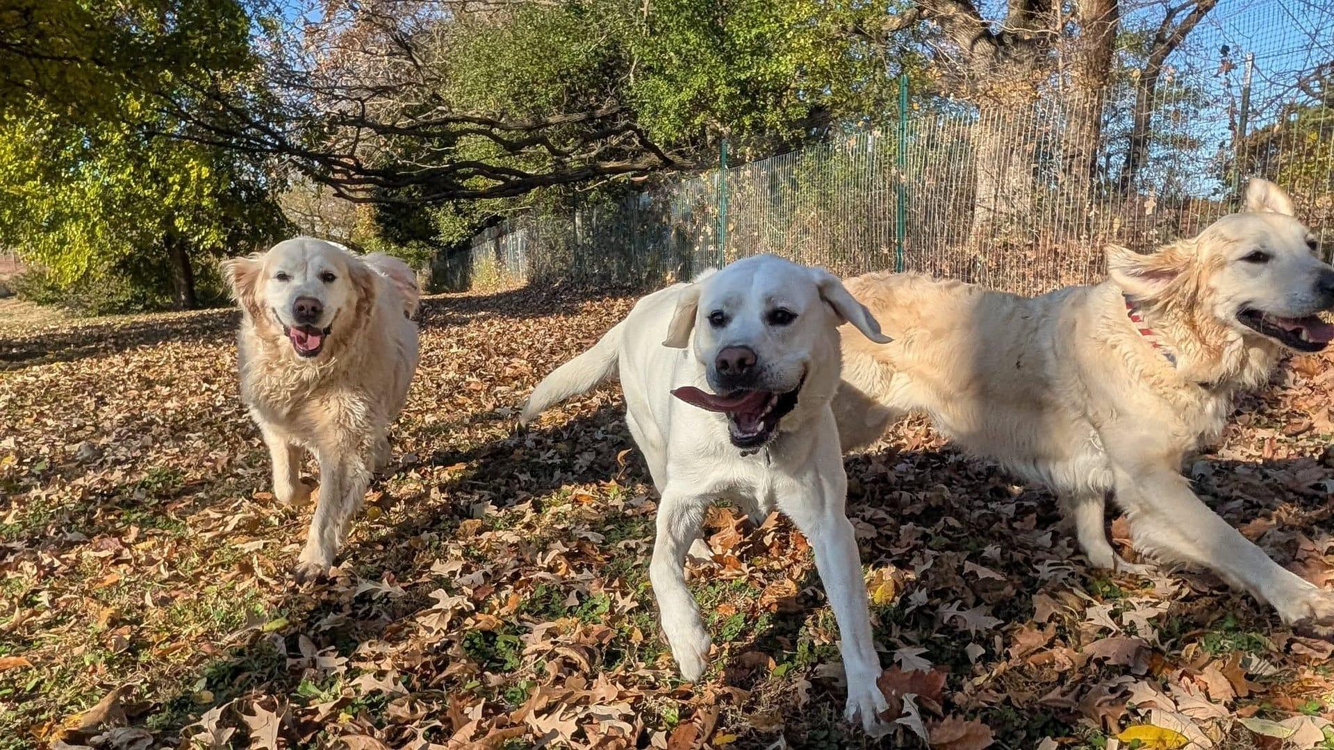 Athletic pack achieving peaceful exhaustion for Middleton area pets at private trail systems with River Paws
