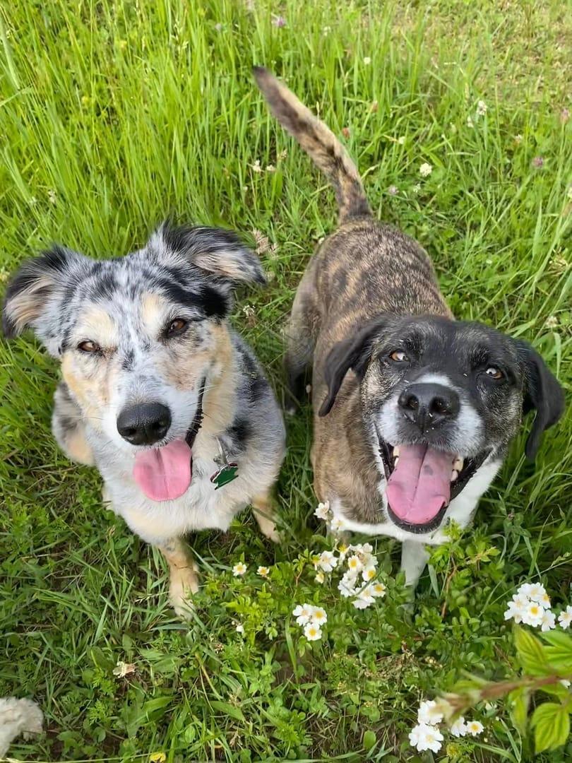 Smiling mixed breed duo thriving on purpose-built wilderness trails at River Paws' exclusive facility in Waunakee, Wisconsin