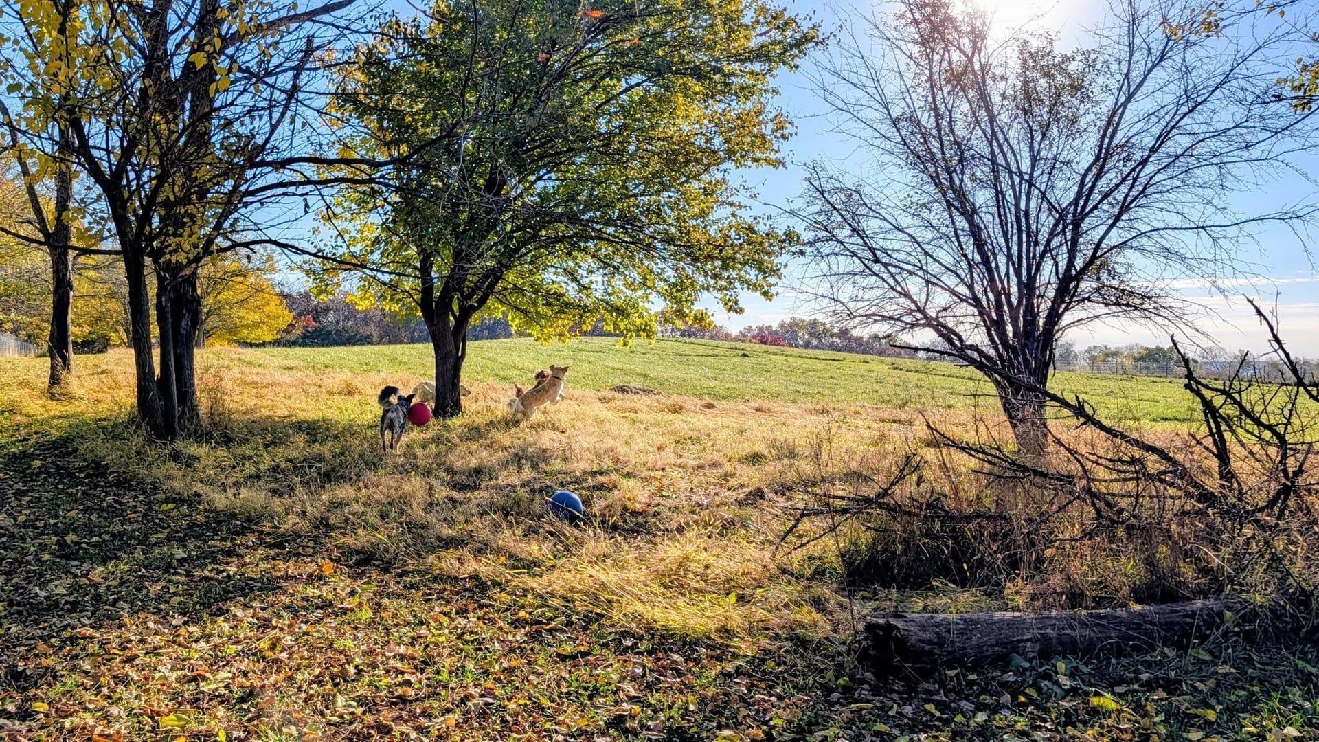Energetic pack building confidence serving Sun Prairie families at professionally supervised wilderness trails