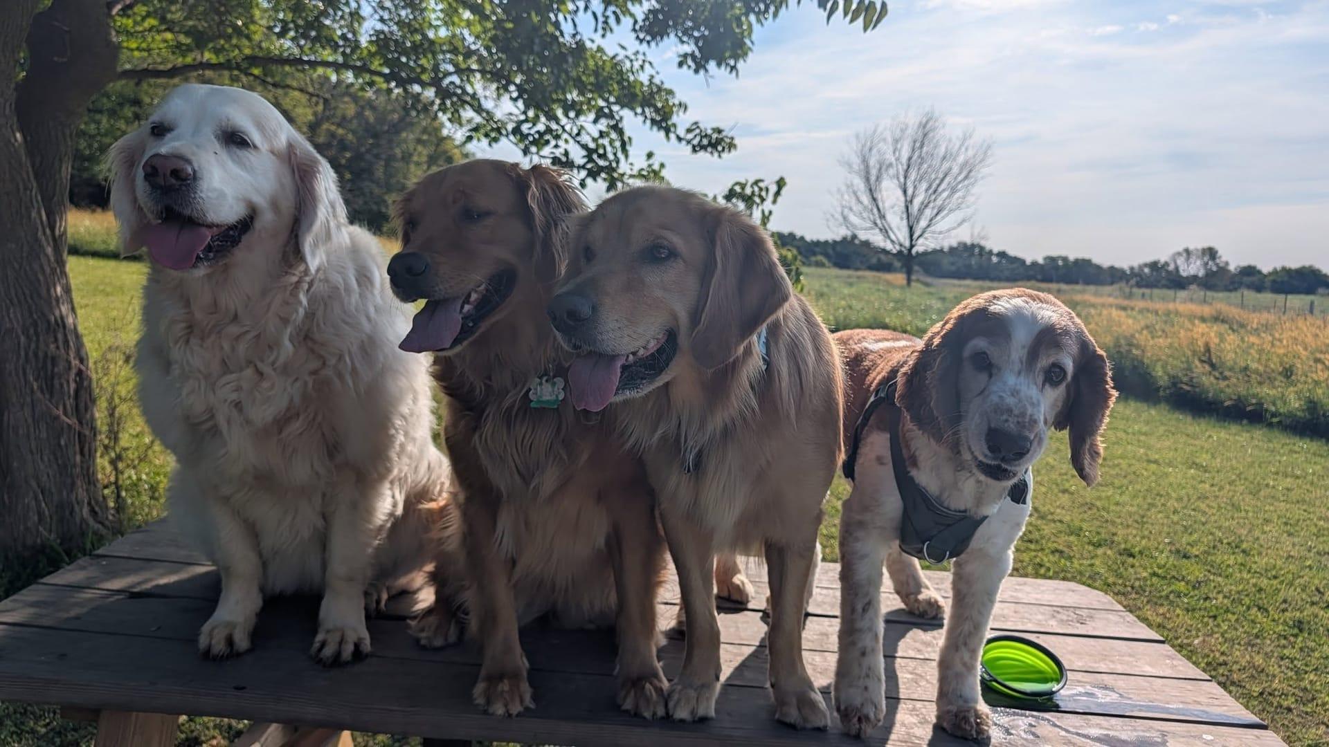 Joyful pack socializing experiencing natural enrichment for Madison area dogs at Waunakee's premier adventure park