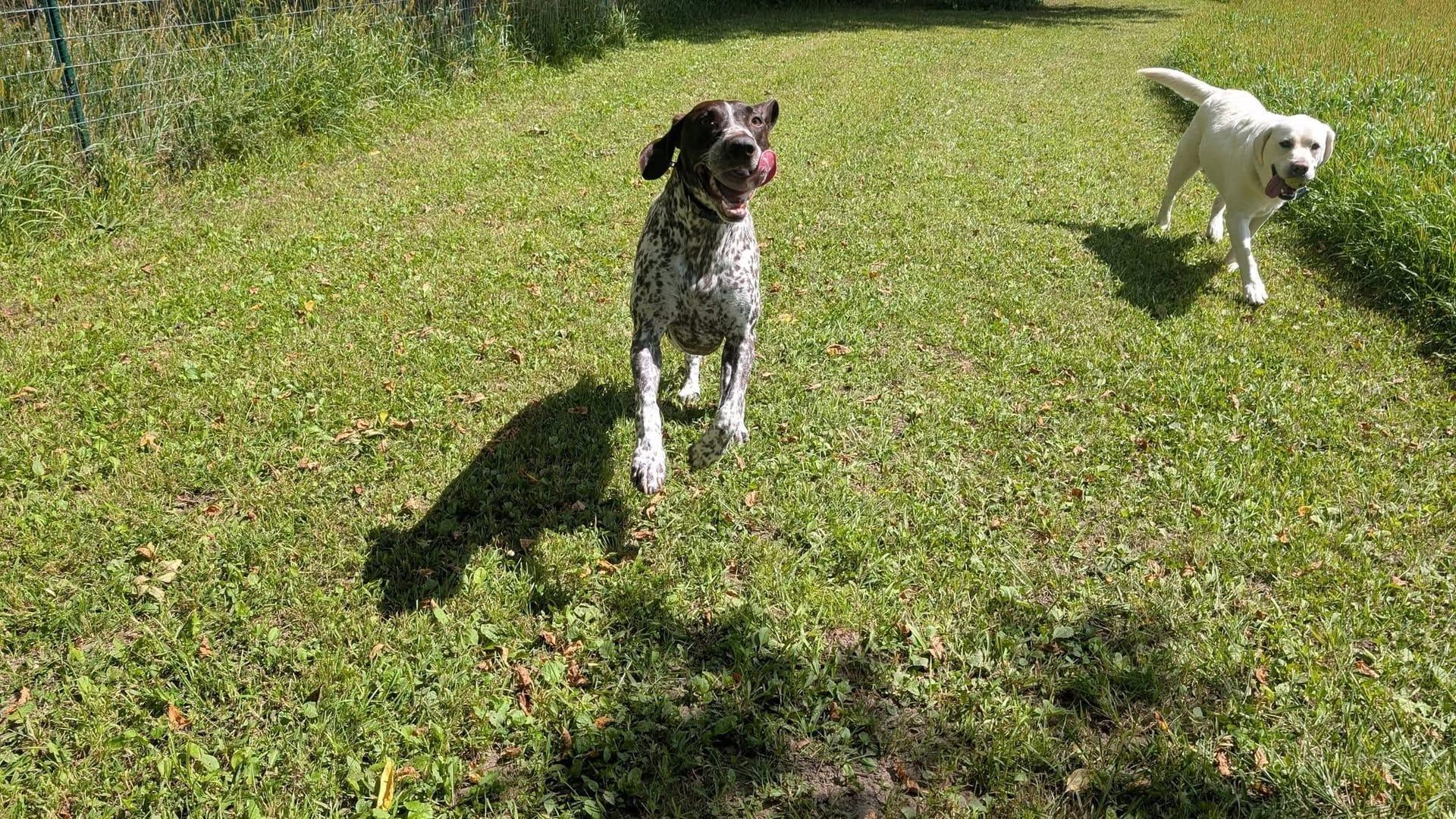 Energetic GSP becoming building pack confidence through acres of purpose-built adventure trails for Sun Prairie area families at River Paws