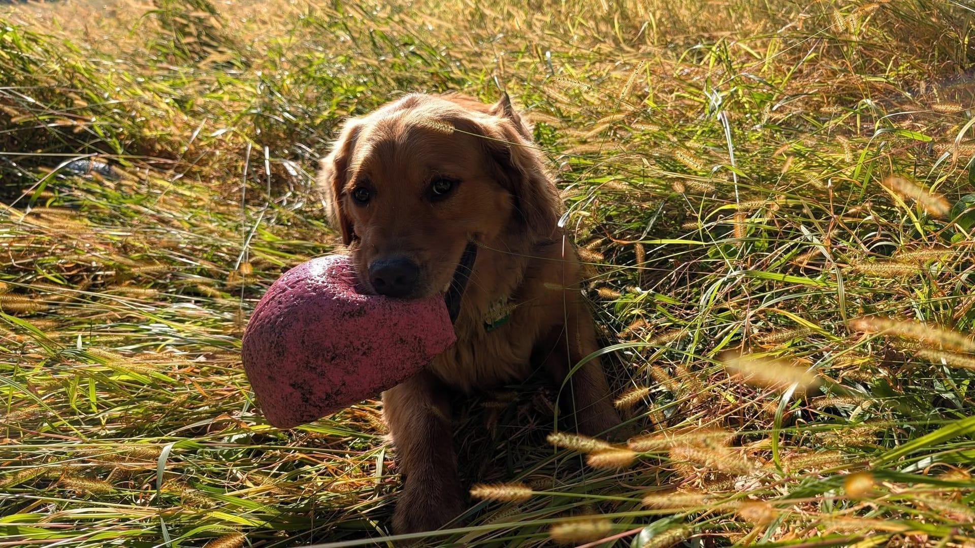 Playful Golden Retriever experiencing natural enrichment for Madison area dogs at Waunakee's premier adventure park
