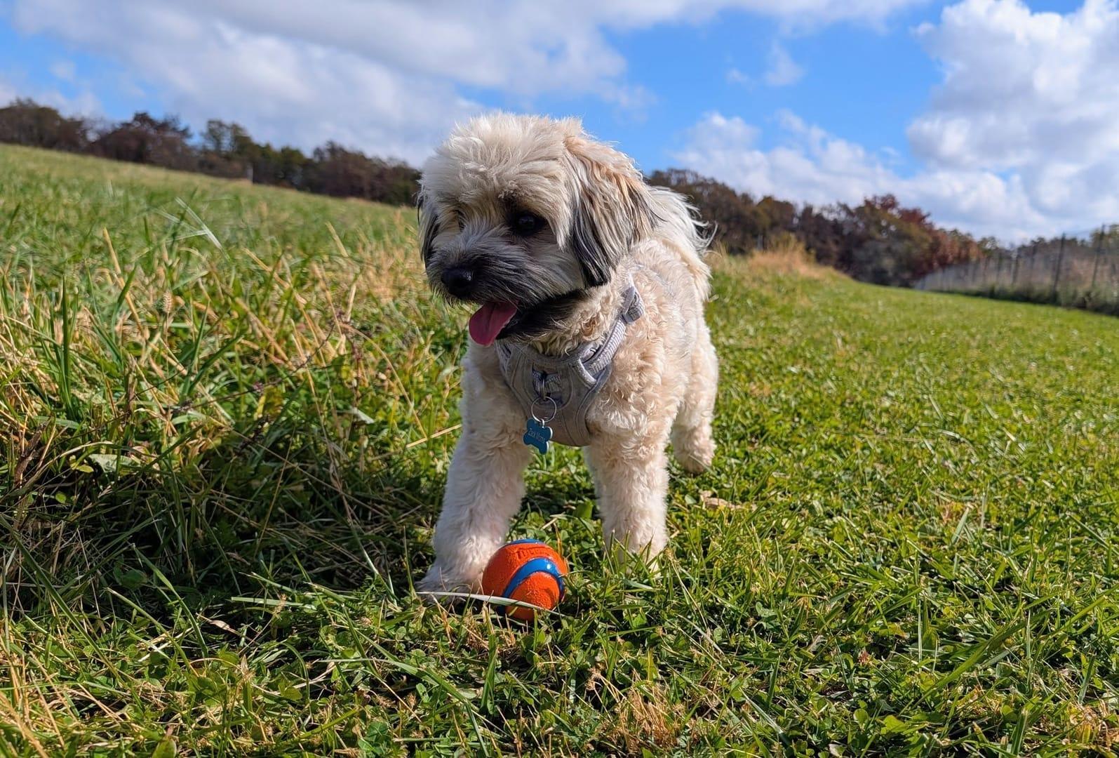 Playful Havanese mix achieving peaceful exhaustion for Middleton area pets at private trail systems with River Paws