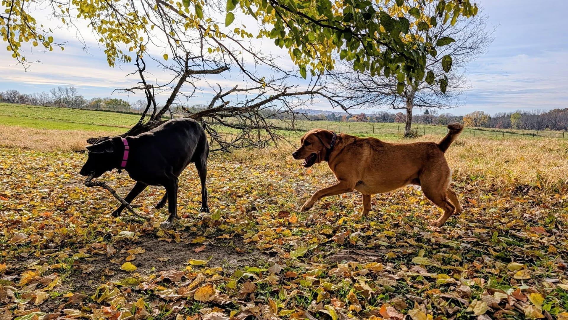 Energetic buddies thriving on purpose-built wilderness trails at River Paws' exclusive facility in Waunakee, Wisconsin