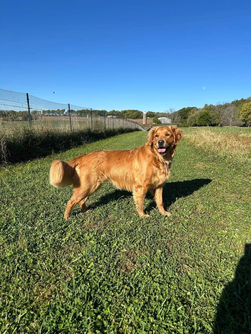 Radiant Golden Retriever experiencing natural enrichment for Madison area dogs at Waunakee's premier adventure park