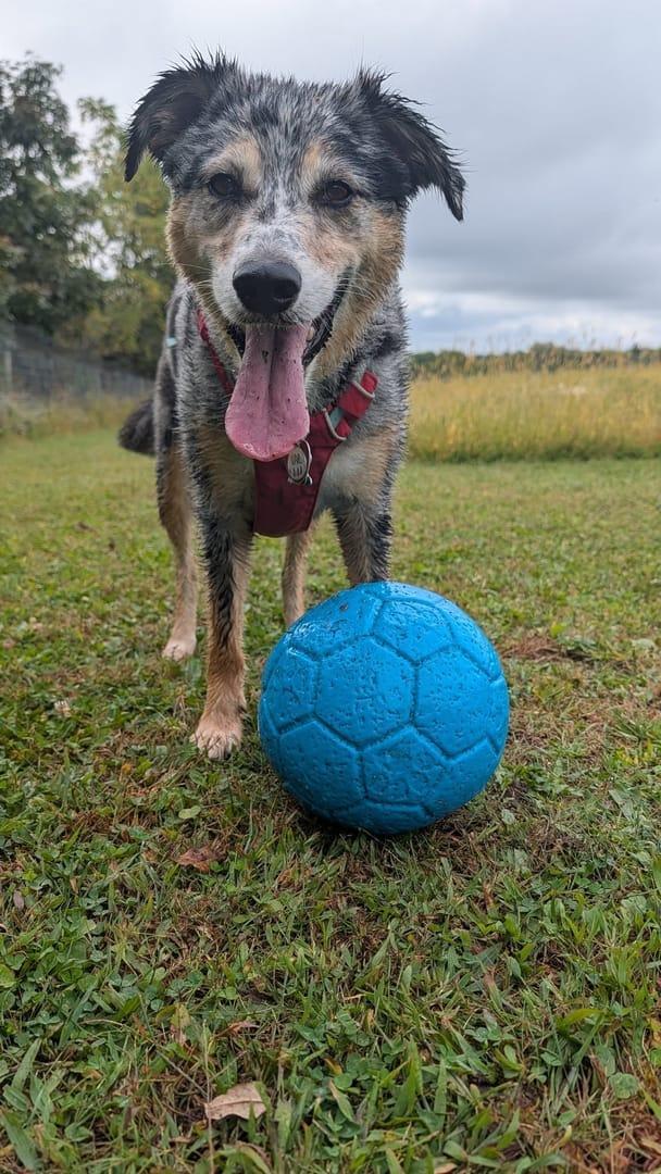 Athletic Aussie mix unleashing natural instincts on exclusive gated wilderness grounds serving Middleton community with River Paws