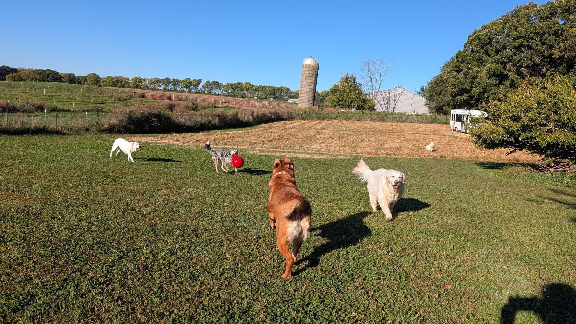 Happy pack of dogs on a trail adventure with River Paws